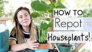 How To Repot Houseplants  Repotting Houseplants