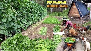 Menjual ke desa panen bayamkangkung & timun masak sayur hidup dihutan berkebun & beternak CR-88