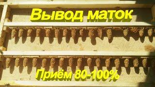 Вывод маток 100% приёмПасека Буньковых