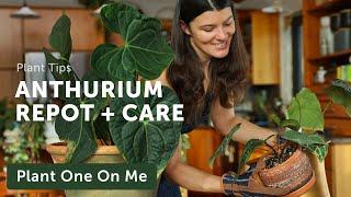 ANTHURIUM CARE & REPOT for New Home — Ep. 300