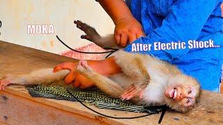 Looks Hurt but this man can help a little monkey MOKA walk again from Electric Shock