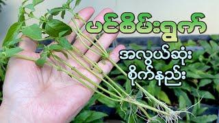 ပင်စိမ်းပင် အလွယ်တကူစိုက်နည်း