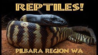 Pilbara Reptiles