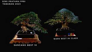 Bonsai Sancang Best Ten  Bonsai Waru Best In Class  Semi Pratama PPBI Tabanan 2023