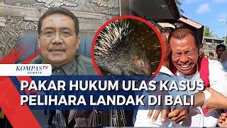 Kata Pakar Hukum soal Warga Badung Bali Didakwa 5 Tahun Penjara Gara Gara Pelihara Landak Jawa