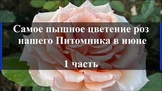 Самое пышное цветение роз нашего Питомника в июне. 1 часть.. Питомник растений Е. Иващенко