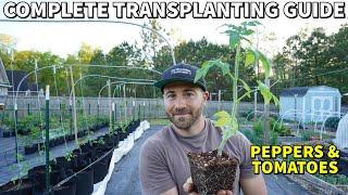 How To Transplant Tomatoes And Peppers So They EXPLODE With Growth