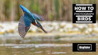 How to Photograph Kingfishers