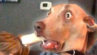 Funniest Dog Fail Compilation 2020  Funny Dog Videos  FailArmy