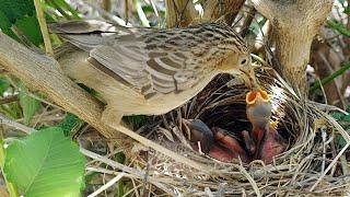 Mother bird babies are full except big one and he need food @BirdPlusNature