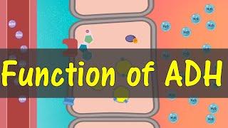 Function of ADH