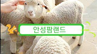 안성팜랜드 주말 가족나들이 ‍‍‍ 드넓은 자연에 펼쳐진 가축 테마 공원  동물농장 Anseong Farmland