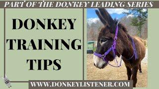 Training Tips for the Unmotivated Donkey {Donkey Training} Training a Donkey To Lead Series