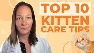 Top 10 Kitten Care Tips According to a Veterinarian