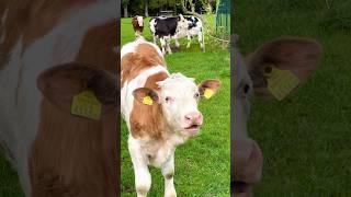 Battle zw. Kuh und Zwerghahn…  Bilbo der MEZK kräht abwechselnd mit den Rindern #cow  #rooster