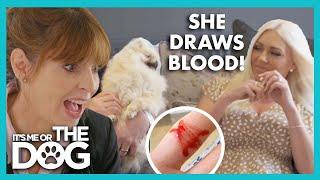 Jealous  Pomeranian Attacks owner and Draws blood  It’s Me or The Dog