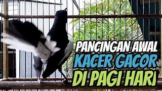 SUARA PIKAT BURUNG KACER GACOR NGEPLONG PAGI MASTERAN KACER BUAT TERAPI KACER AGAR CEPAT BUNYI