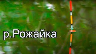 Поклёвки мелочёвки на поплавок уклейка плотва елец пескарь окунь. Рыбалка мах.удочкой. Fishing