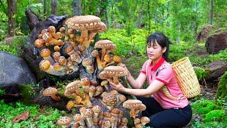 Oddly Harvest Shiitake Mushrooms and Sell - 2 years living in forest