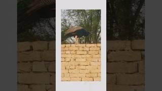 on wall  #youtubeshorts #shortvideo #wall #viral #youtuber #vlog