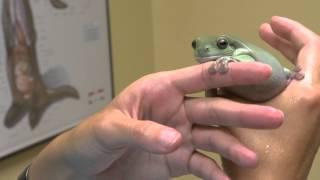 Whites Tree Frog Examined - Exotic Pet Vet