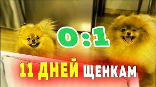 Pomeranian puppies are 11 days old. Pomeranian Olivia is quite impudent. The first puppy opens its..