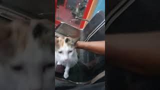 Suara kucing lucu dan manja #shorts  #videoshorts