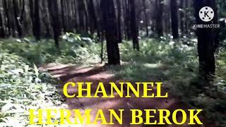 TREK HUTAN PINUS