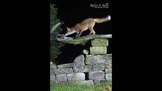 Fox shows off its balancing skills