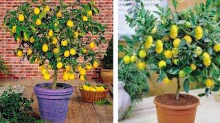 شجرة الليمون القزمي   تثمر إبتداءا من السنة الأولى  وانتاجها غزير جداً تصلح للزراعة في المنزل