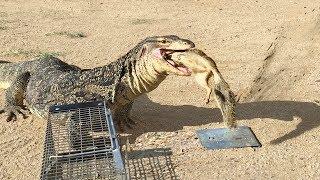 Lizard Finds SQUIRREL IN TRAP -- Quickly Eats It