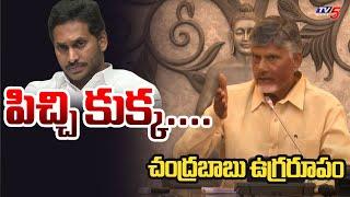 పిచ్చి కుక్క..  CM Chandrababu Naidu Shocking Comments Over YSRCP  YS Jagan  TV5 News