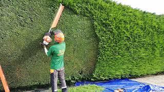 Trimming A Large Conifer  Leylandii Hedge