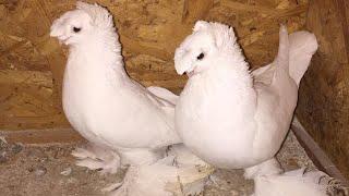 Узбекские голуби Pigeons الحمام Tauben  merpati کبوتر 鴿子 ハトkaʙūtar güvercinler porumbei 20824