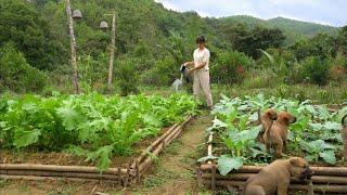 Mountain life Caring for vegetable and corn gardens. Make delicious banana cake