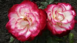 Самые красивые розы моего сада для вас