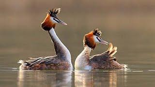 Great crested grebe Podiceps cristatus sound -  Call and song