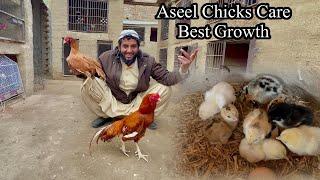 Aseel Chicks Care And Day By Day Growth 