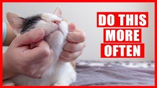 15 Things You Should Do For Your Cat More Often Instantly Improve Your Cats Life