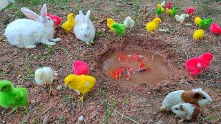 Anak Ayam Lucu Warna Warni  Ayam Rainbow Lucu  Kelinci Lucu  Marmut