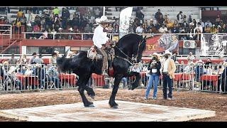 CABALLOS FRISONES BAILADORES  Expo Ganadera Jalisco 2021