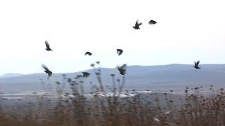 Keklik Avı 2015 Ankara - Caza de Perdiz
