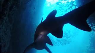 In an Underwater Cave with SHARKS