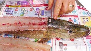 How to Fillet a Pike and Get 5 Boneless Fillets