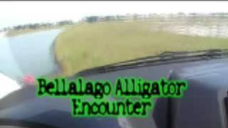 Alligator encounter