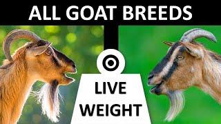 All Goat Breeds  Live Weight  Goats  Goat Breeds