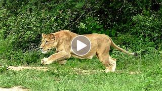 Lioness in Full Flight Charge at Impala