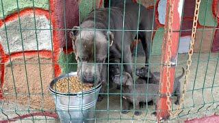 KÖPEKLERİN MAMALARINA İLİKLİ KEMİK SUYU KATARAK VERDİM