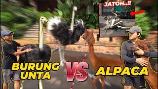 GAWATT..  ALPACA MAU DI T3NDANG BURUNG UNTA..