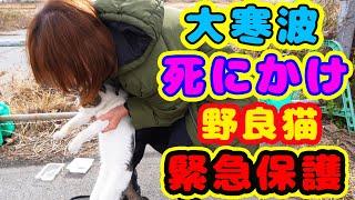 日本流浪猫保护活动是什么？ 印象深刻的猫视频